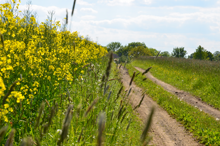 Weg mit Blumen